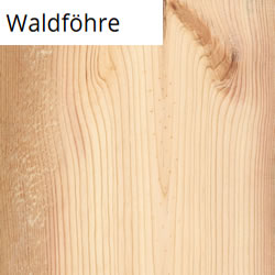 Waldföhre